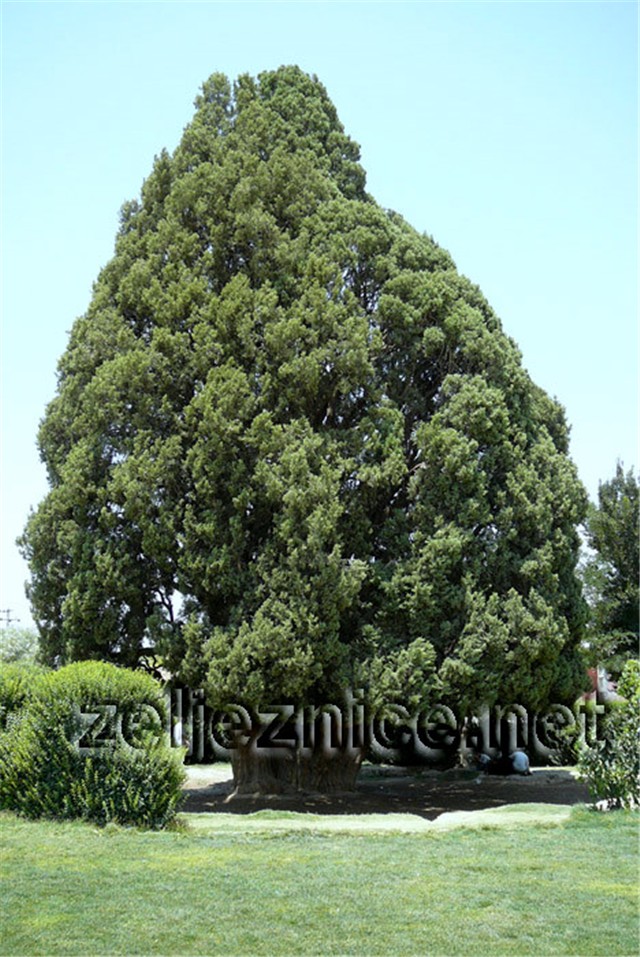 Cupressus sempervirens1 Iran